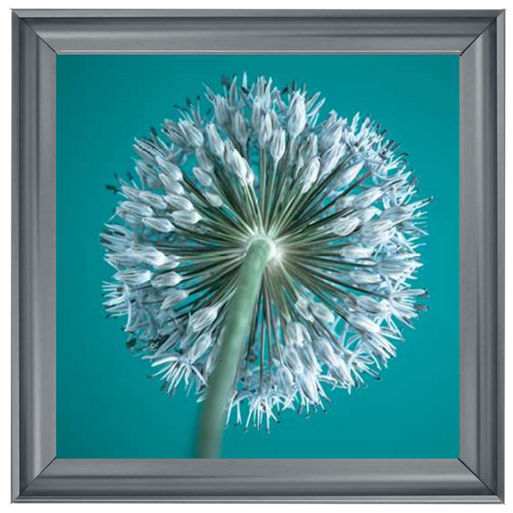 FTBR1121 Alliums, Assaf Frank