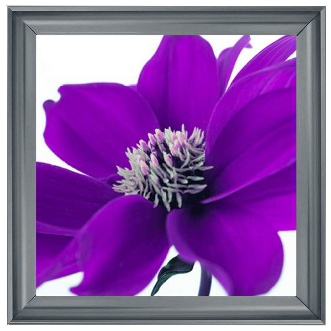 Purple Dahlia, Assaf Frank