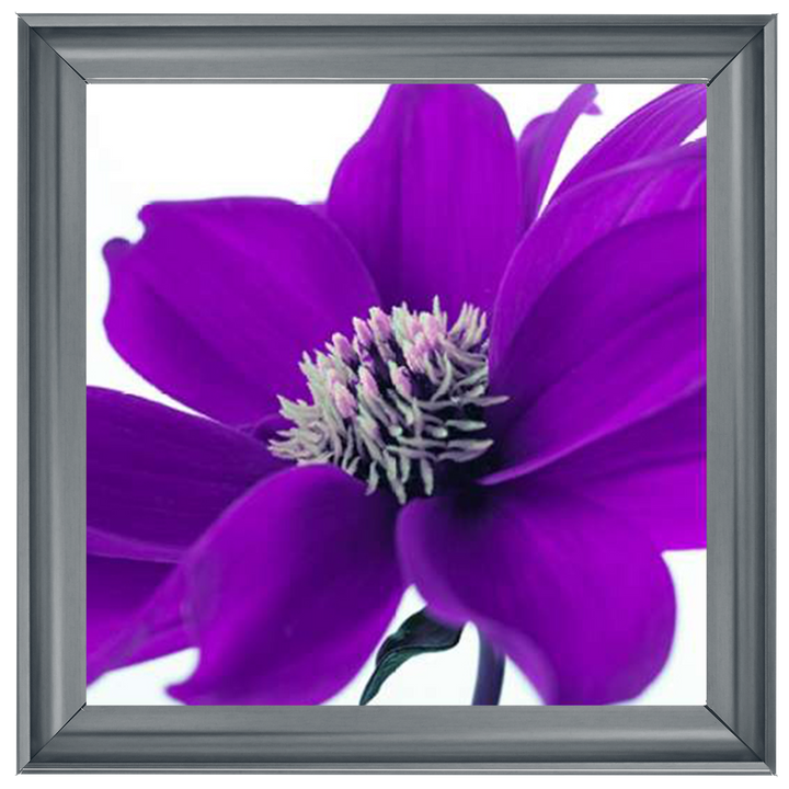 Purple Dahlia, Assaf Frank