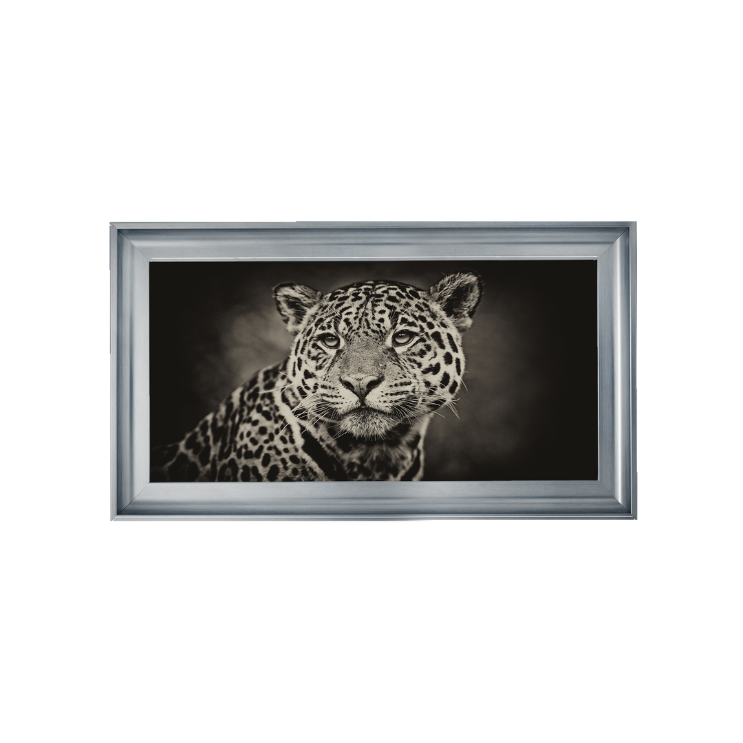 Cheetah in black and white 2