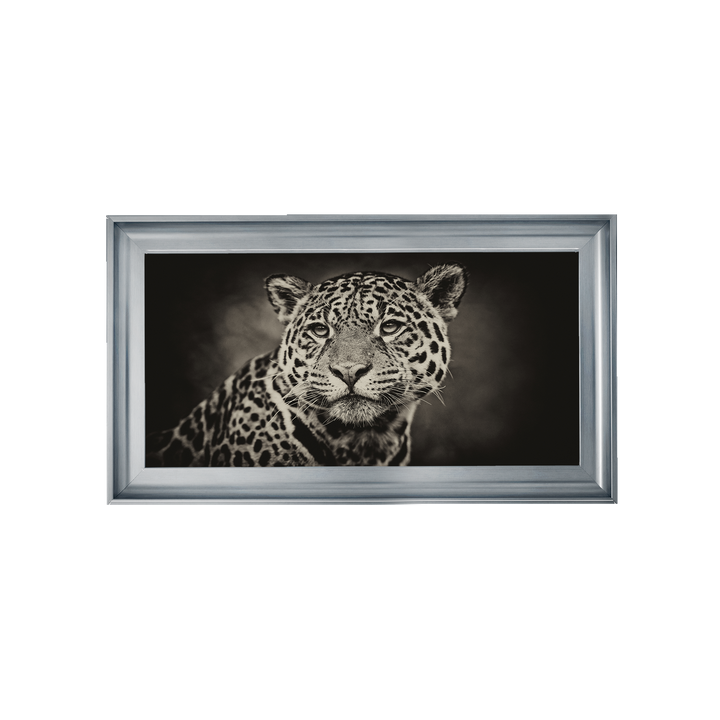 Cheetah in black and white 2