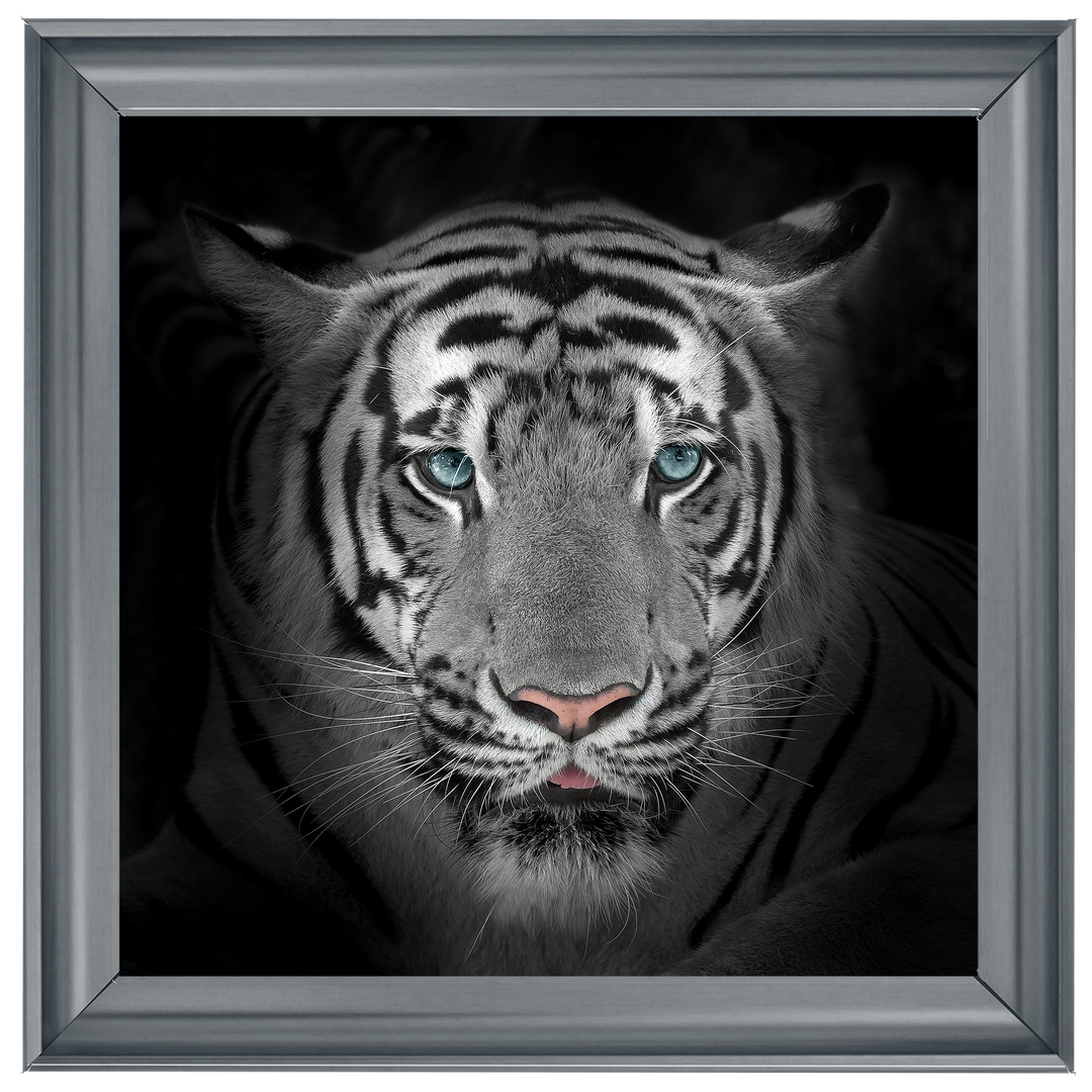 FTST167 Blue Eyes Tiger II