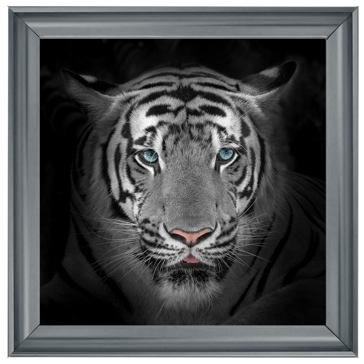 FTST167 Blue Eyes Tiger II