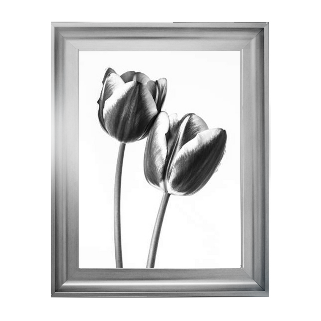 Tulips on white background