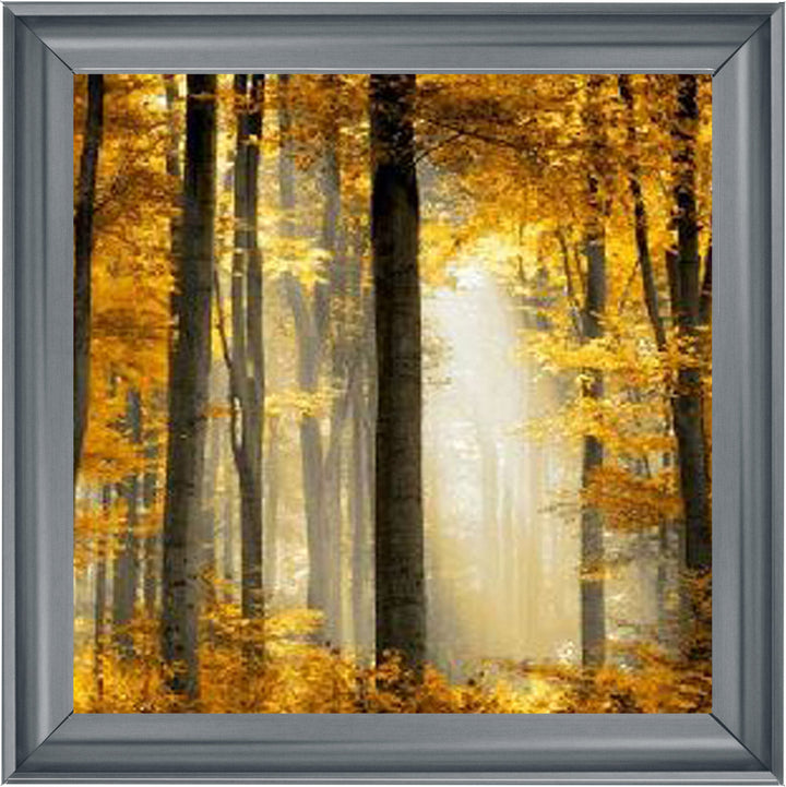 Trees in Autumn Yellow Leaves