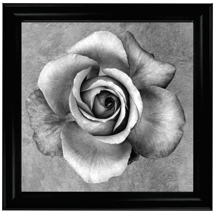 FL329 Midnight Rose  ||