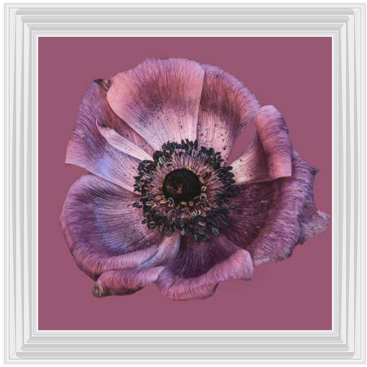 FL331 Anemone Flower