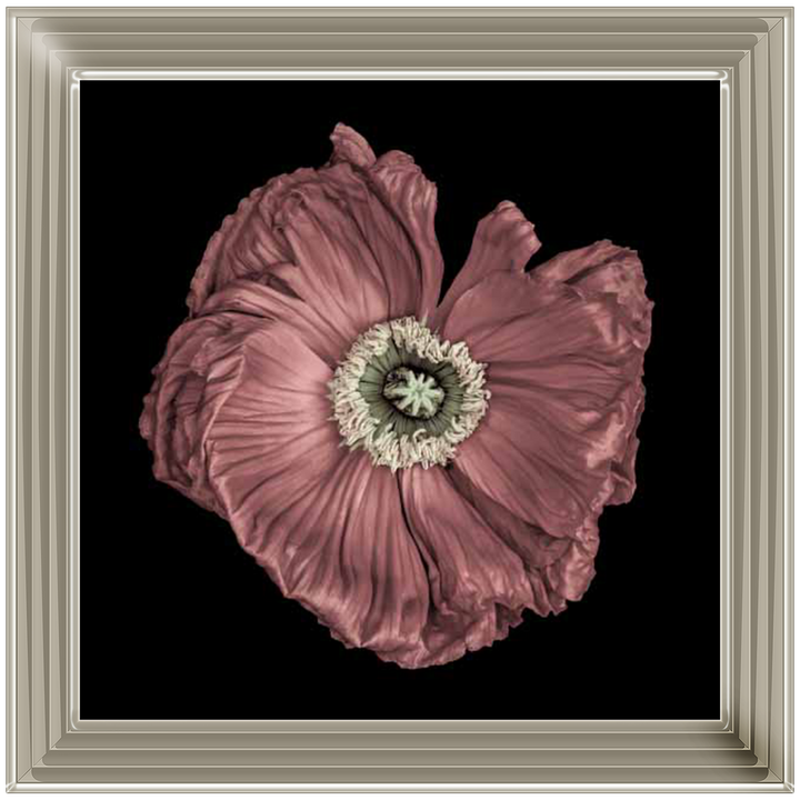 FL332 Anemone Flower ||