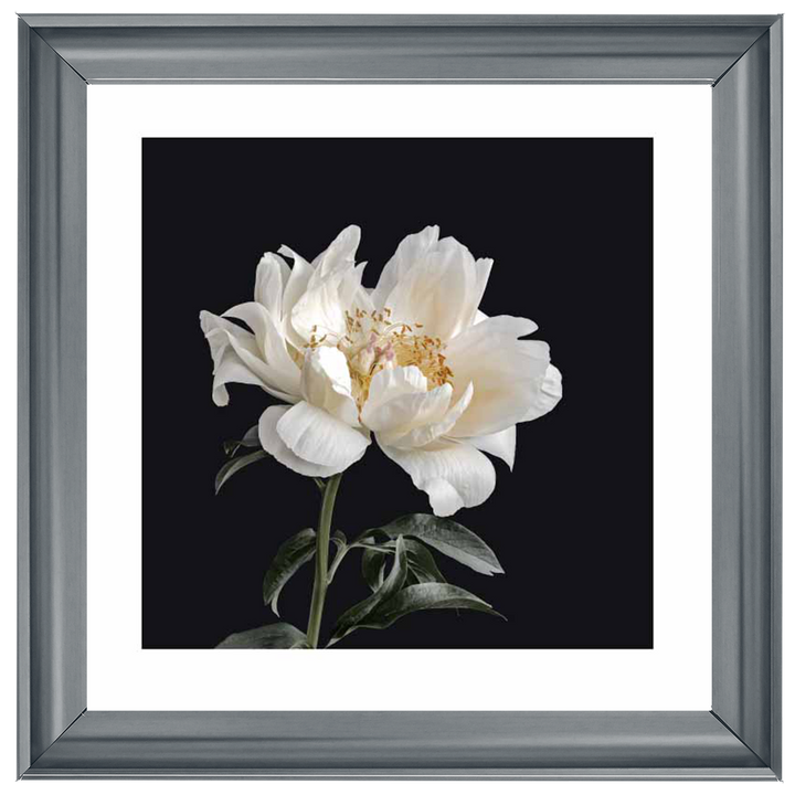 Pale Peony