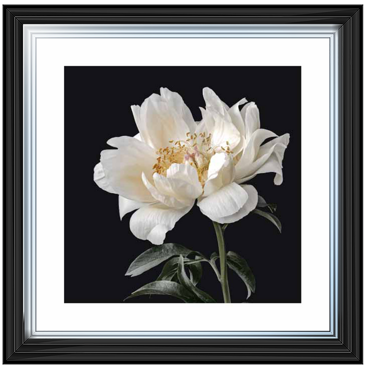 Pale Peony ||