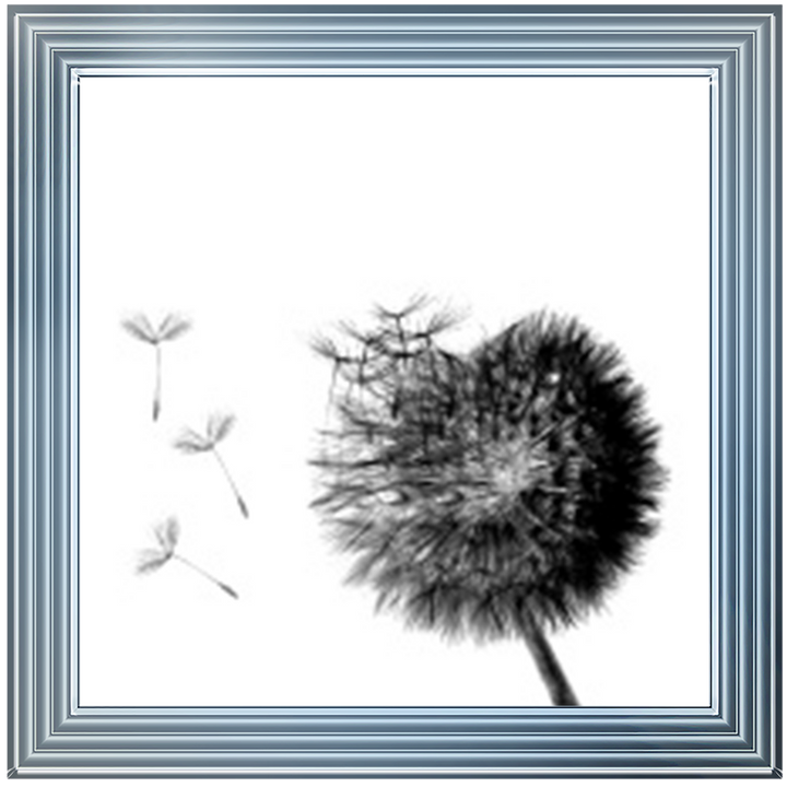FL353 Dandelion