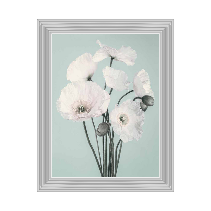 White Poppy, Blue Background