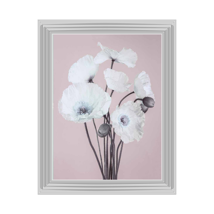 White Poppy, Pink Background