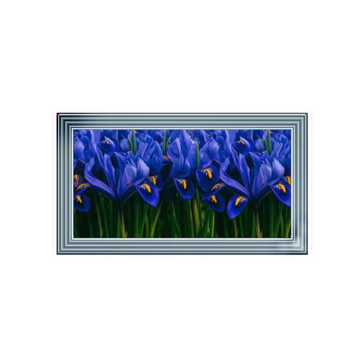Purple Iris's (Flower)