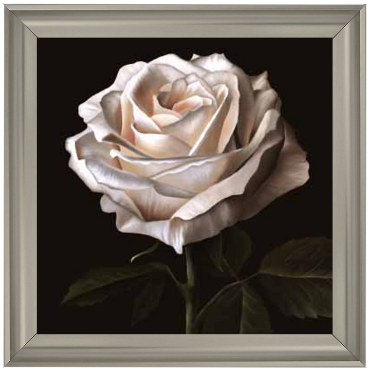 Single Rose ||