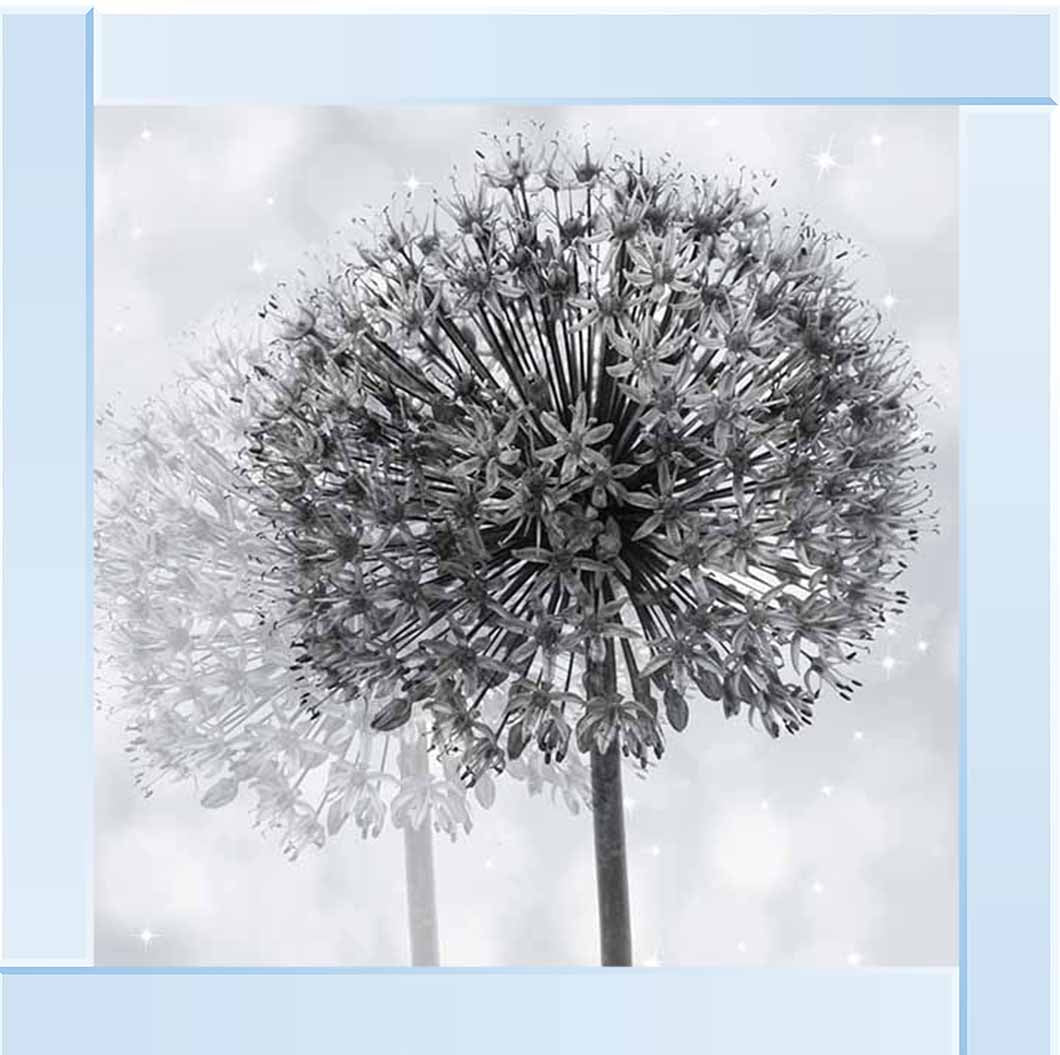 FL492 Dandelion Make A Wish