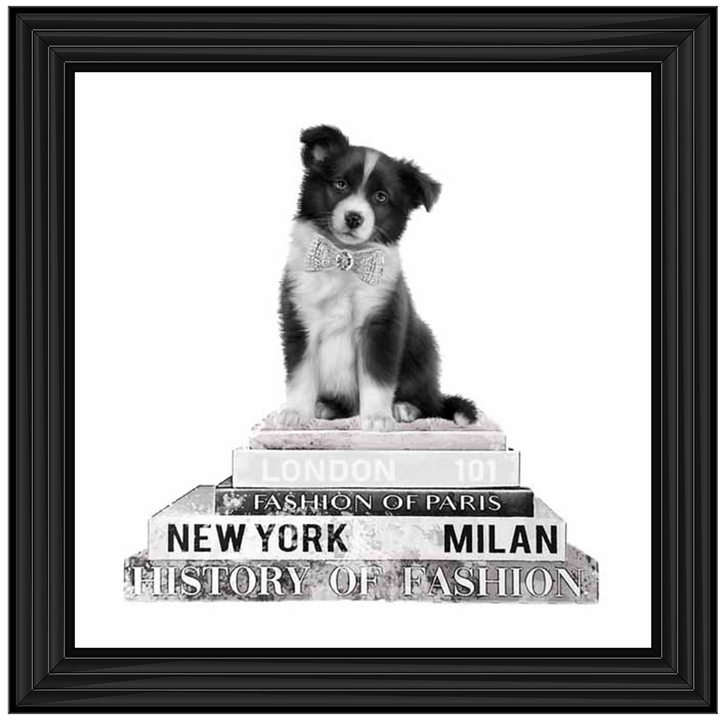 FS704 Fashion Black Collie