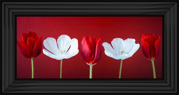 Tulips and Christmas Roses Red Small