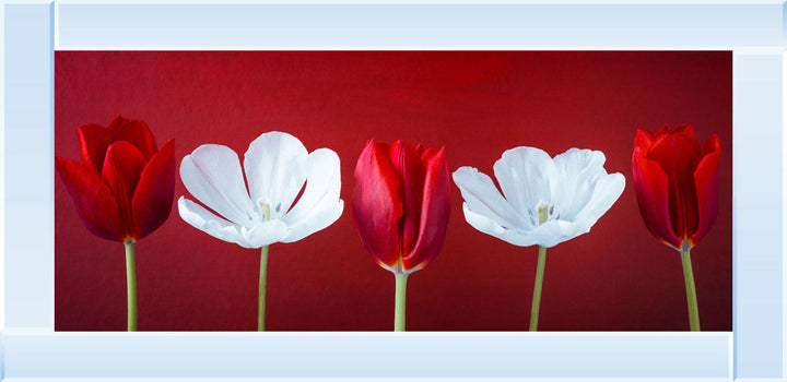 Tulips and Christmas Roses Red Small