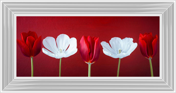 Tulips and Christmas Roses Red Small