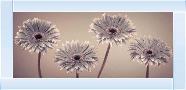 Natural Gerberas Small