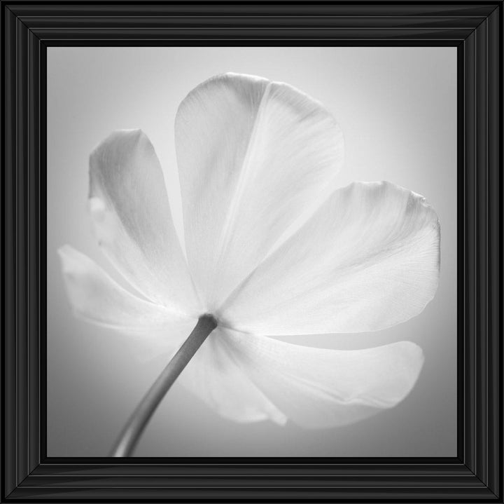 Open Poppy Right