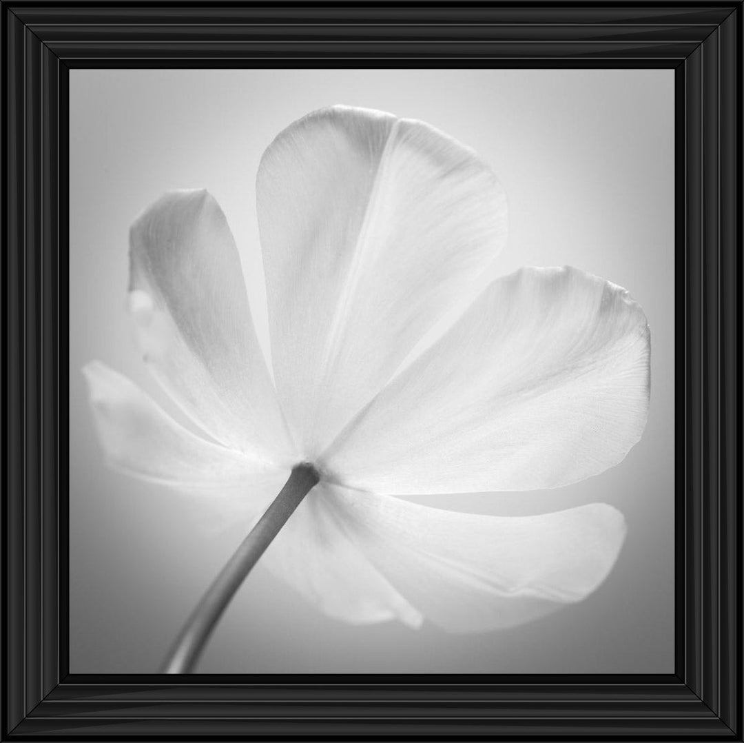 Open Poppy Right