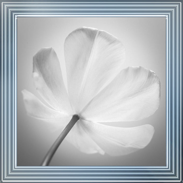 Open Poppy Right