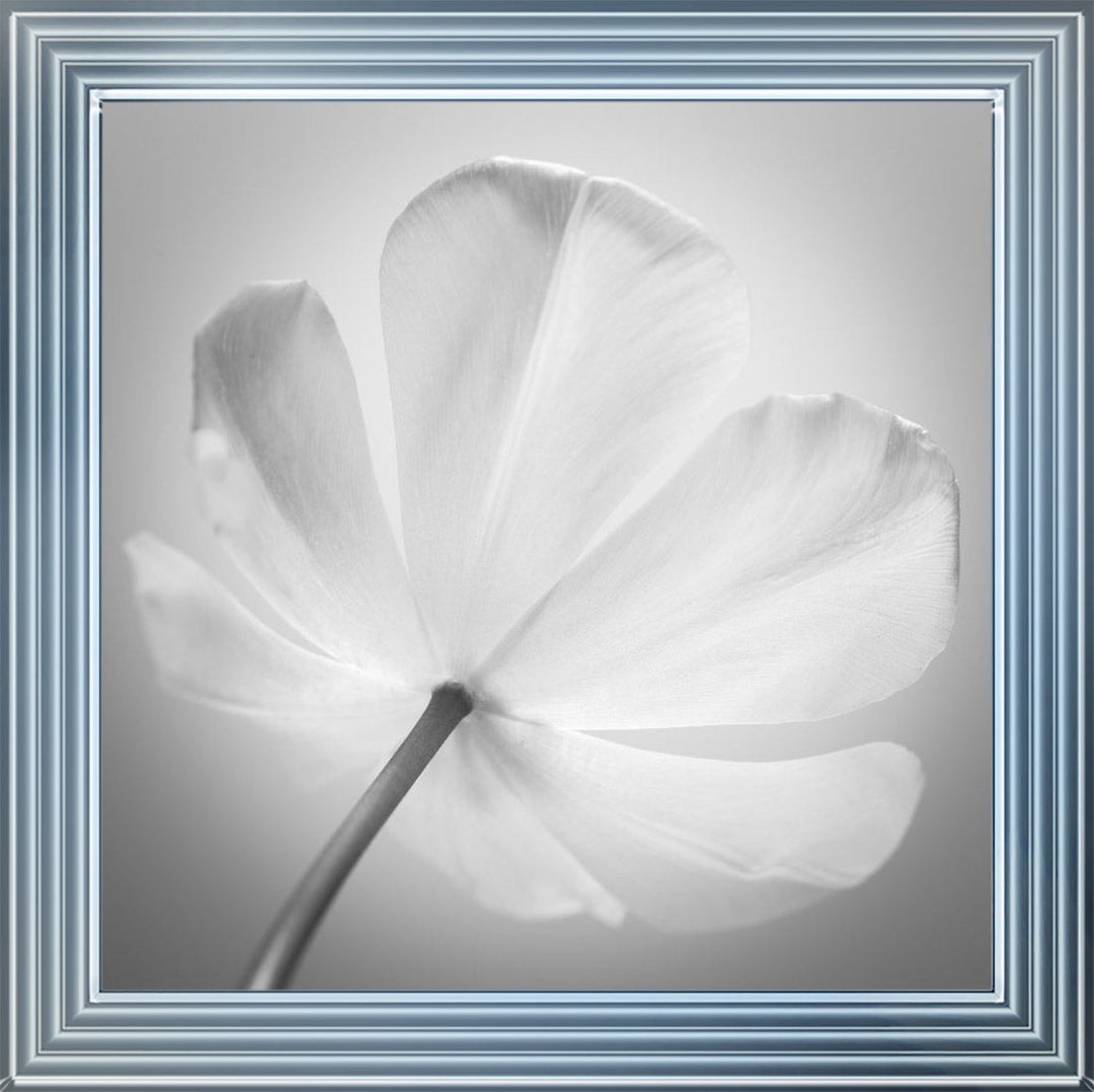 Open Poppy Right
