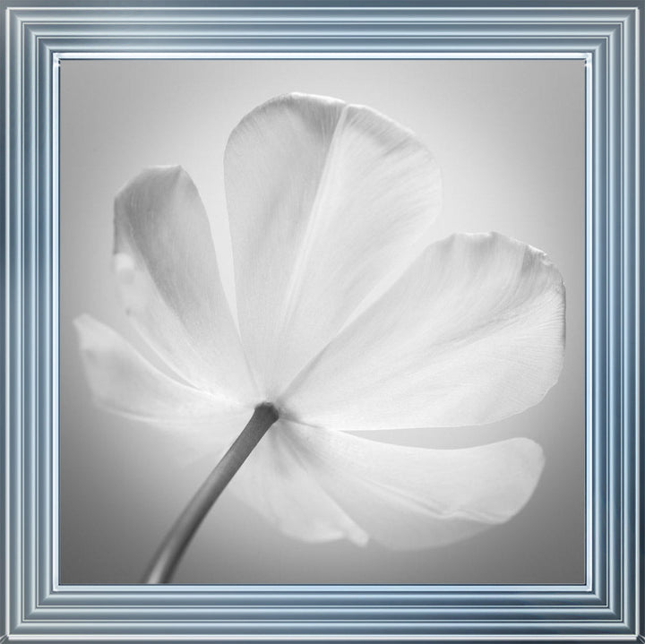 Open Poppy Right