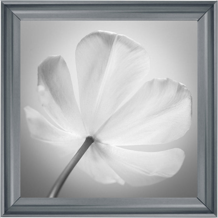 Open Poppy Right