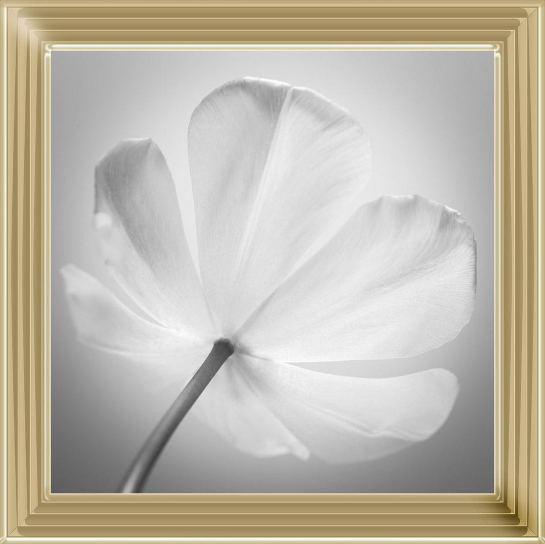 Open Poppy Right