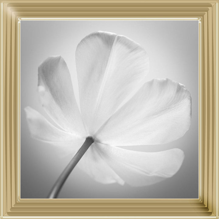 Open Poppy Right
