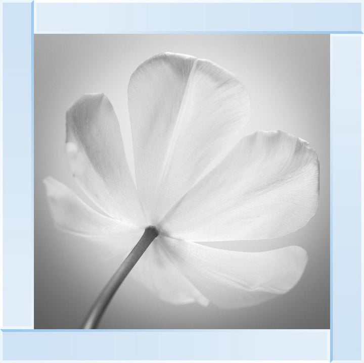 Open Poppy Right
