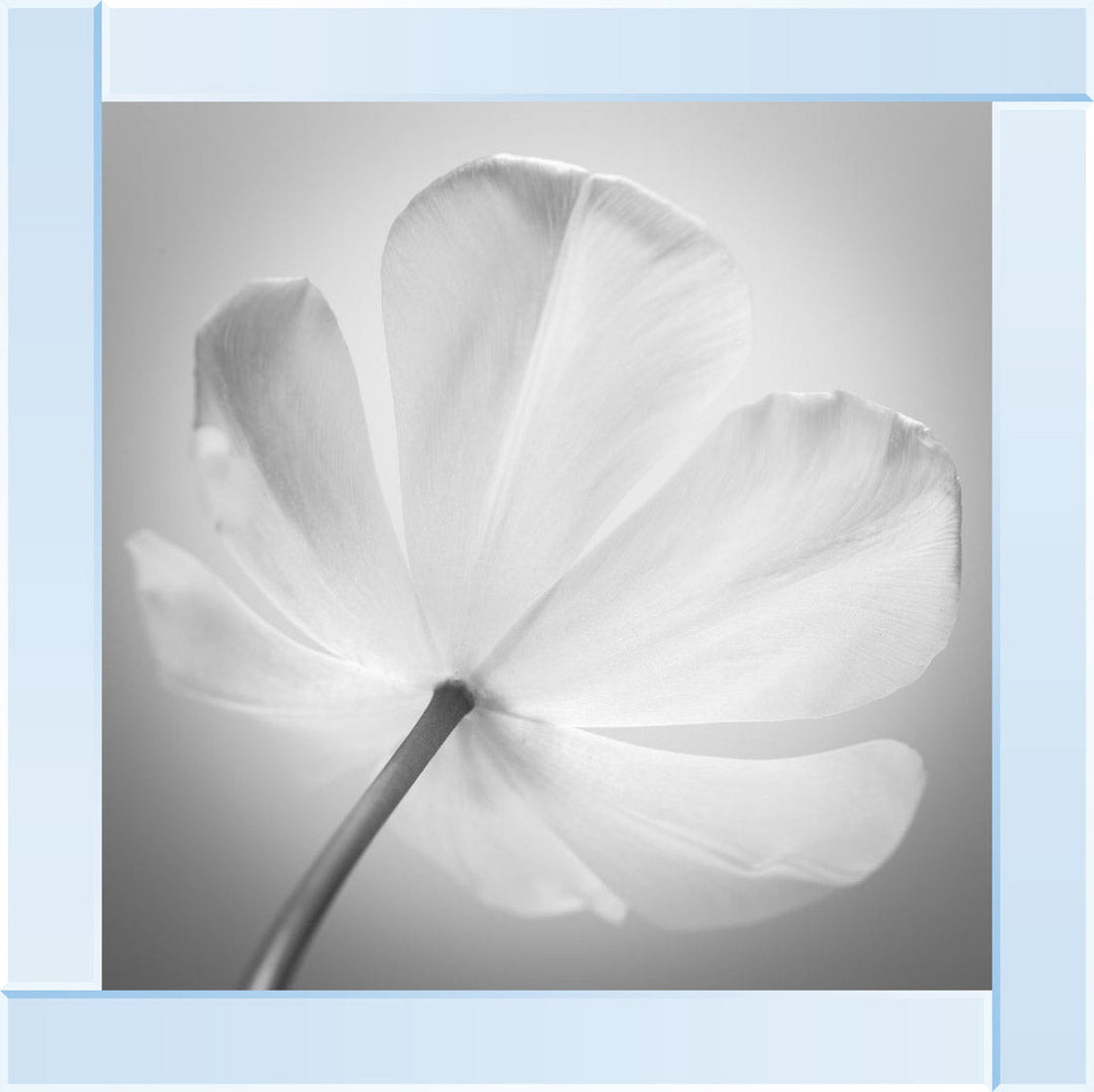 Open Poppy Right