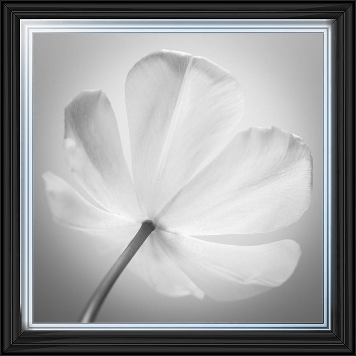 Open Poppy Right