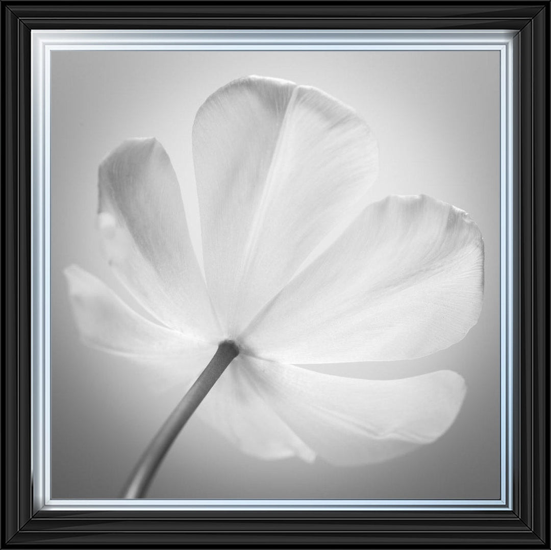 Open Poppy Right