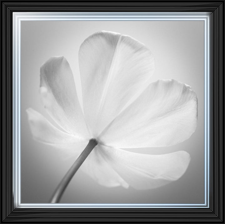 Open Poppy Right