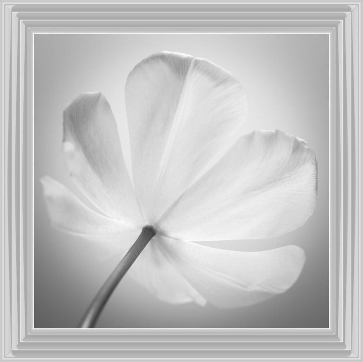 Open Poppy Right