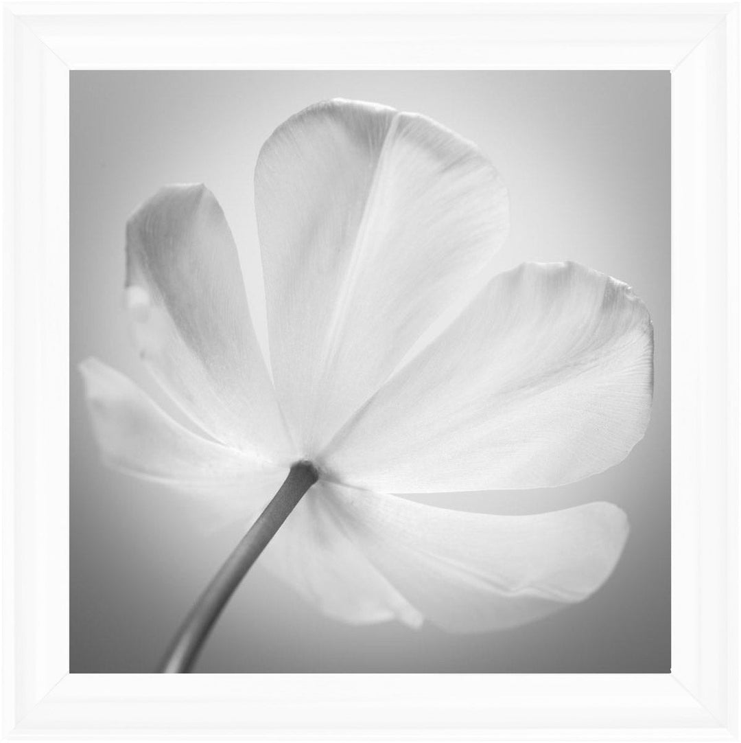 Open Poppy Right