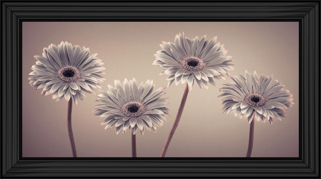 Natural Gerberas Large