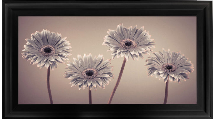 Natural Gerberas Large