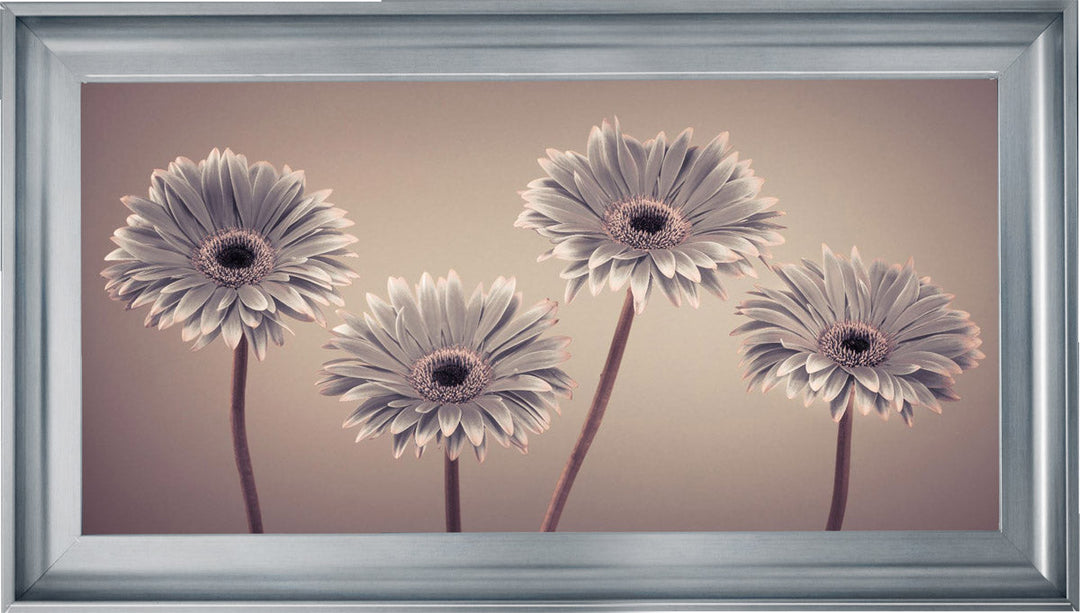 Natural Gerberas Large