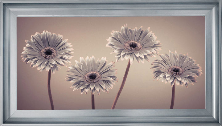 Natural Gerberas Large