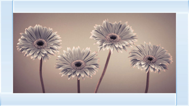 Natural Gerberas Large