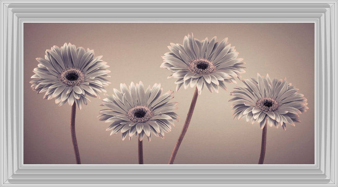 Natural Gerberas Large