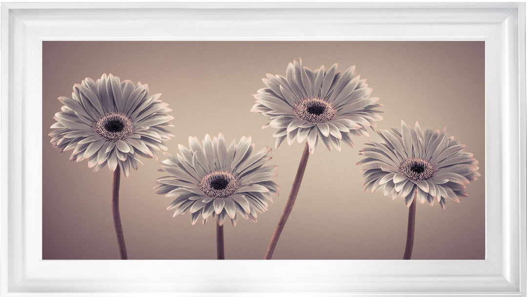 Natural Gerberas Large