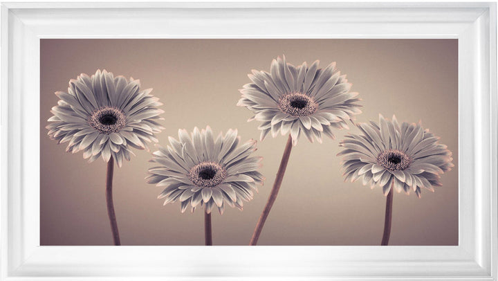 Natural Gerberas Large