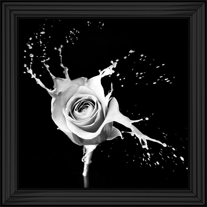 FL015 Rose Splash Black
