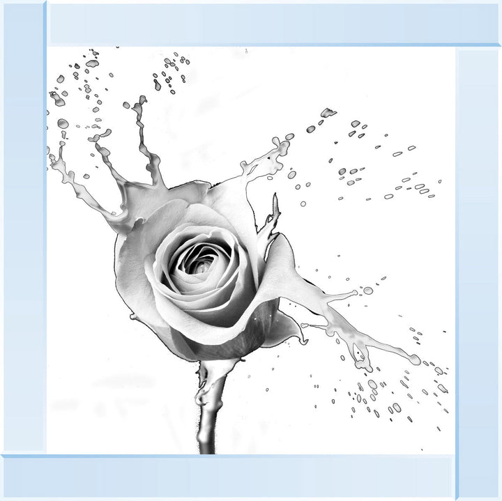 FL016 Rose Splash White
